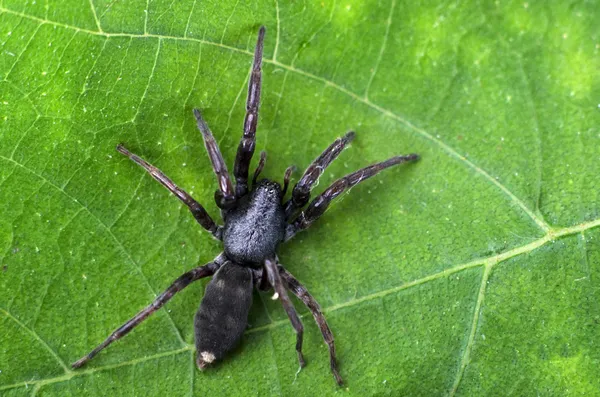 Przyrody i zwierząt - pająki — Zdjęcie stockowe