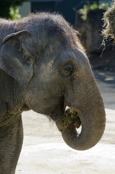 Przyrody i zwierząt - słoń — Zdjęcie stockowe
