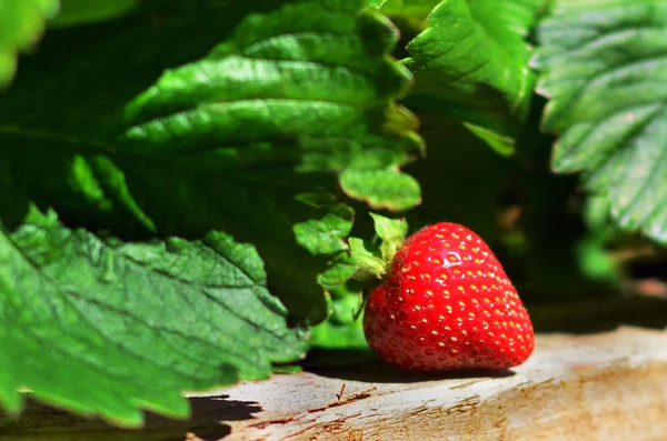 Ovoce a zelenina - zahradní jahody — Stock fotografie