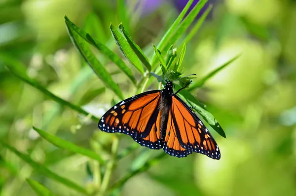 Vilda djur och djur - fjärilar — Stockfoto