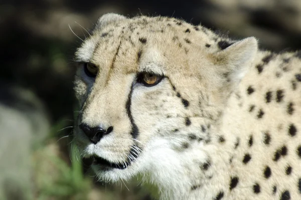 Vida selvagem e animais - Cheetah — Fotografia de Stock