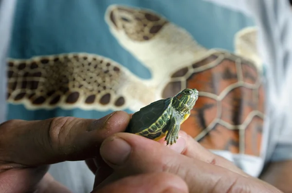 Wildlife och djur-sea turtle — Stockfoto