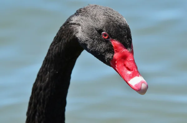 Wildlife and Animals - Black Swan — Stock Photo, Image