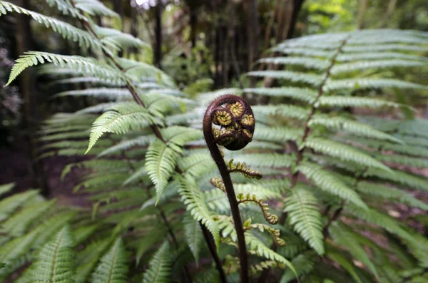 Nowa Zelandia tubylców roślin i drzew — Zdjęcie stockowe