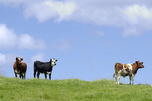 Animali da fattoria - Mucche — Foto Stock