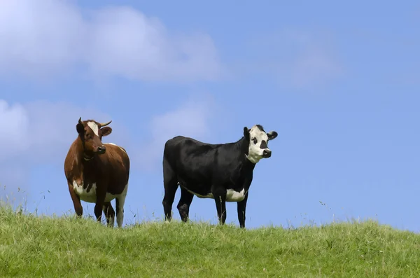 Фермерские животные - коровы — стоковое фото