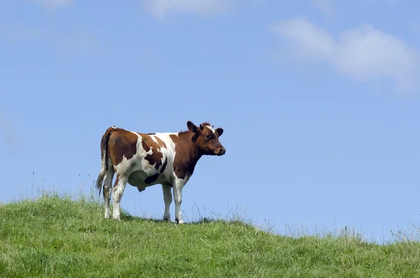 农场动物-牛 — 图库照片