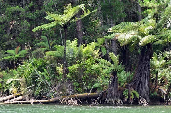 新西兰当地人植物和树木 — 图库照片