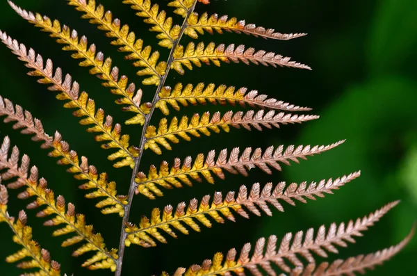 Nový Zéland domorodci rostliny a stromy — Stock fotografie
