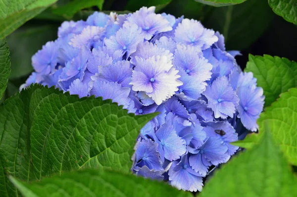 紫の花アジサイ — ストック写真