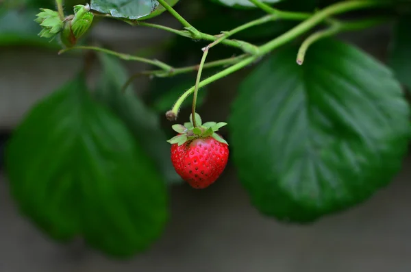 Frukt - jordgubbar — Stockfoto