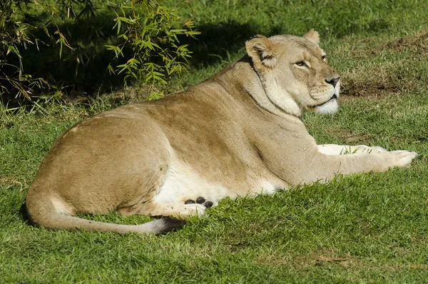 Wildlife and Animals - Lions — Stock Photo, Image