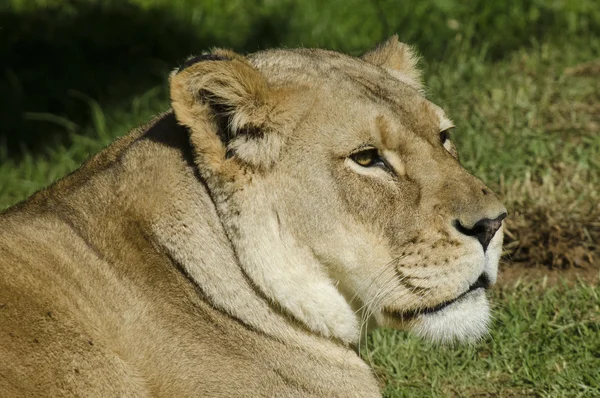 Vilda djur och djur - lejon — Stockfoto