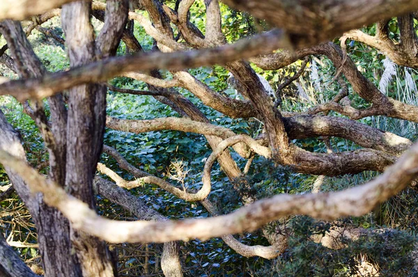 Příroda - pohutukawa strom — Stock fotografie