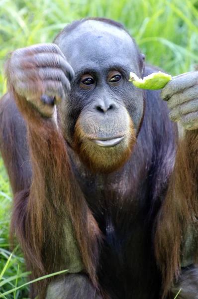 野生动物保护和动物-猩猩 — 图库照片