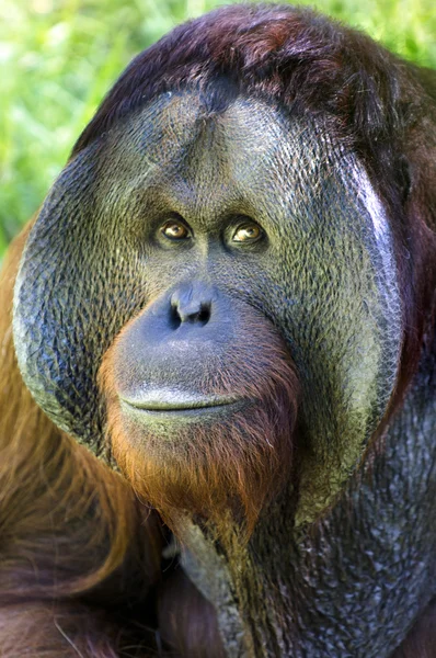 Dieren in het wild en dieren - orang-oetan — Stockfoto