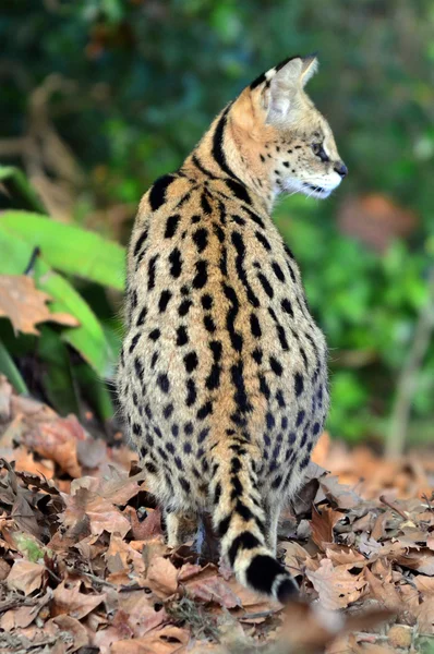 Przyrody i zwierząt - serval — Zdjęcie stockowe