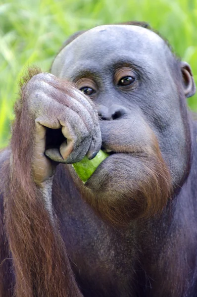 Wildlife and Animals - Orangutan — Stock Photo, Image