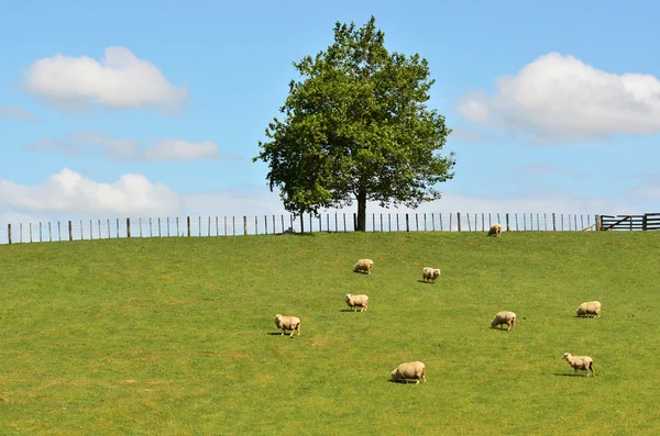 Granja de ovejas - cizallamiento de ovejas — Foto de Stock