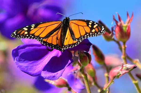 Дикая природа и животные - бабочки — стоковое фото