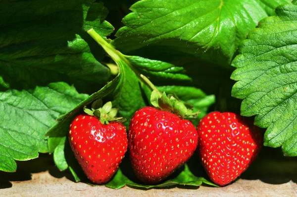 Fruits - Strawberries — Stock Photo, Image