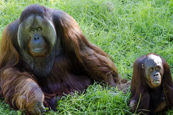 Dieren in het wild en dieren - orang-oetan — Stockfoto