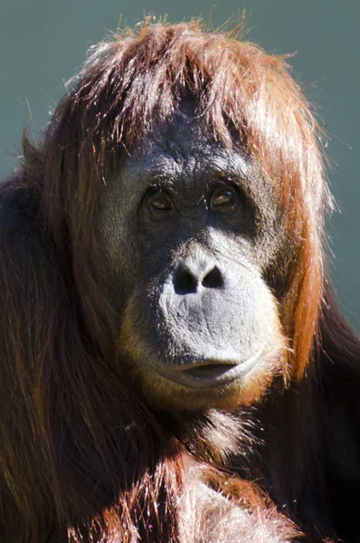 Vida selvagem e animais - Orangutan — Fotografia de Stock