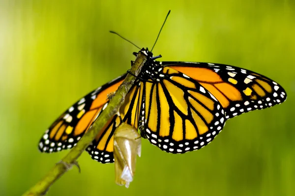 Nacimiento de mariposa monarca — Foto de Stock