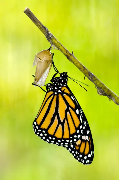 Рождение бабочки-монарха — стоковое фото