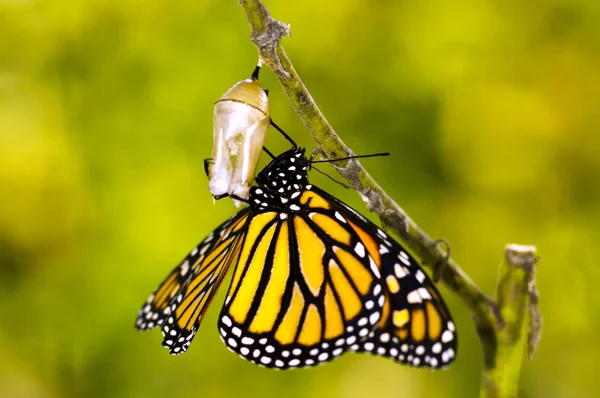 Nacimiento de mariposa monarca —  Fotos de Stock