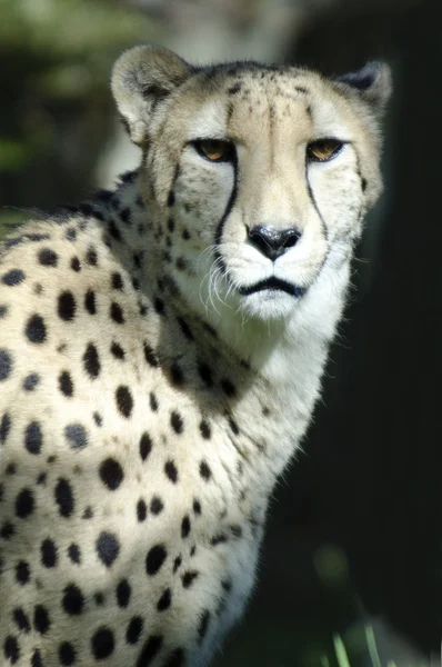 Dieren in het wild en dieren - cheetah — Stockfoto