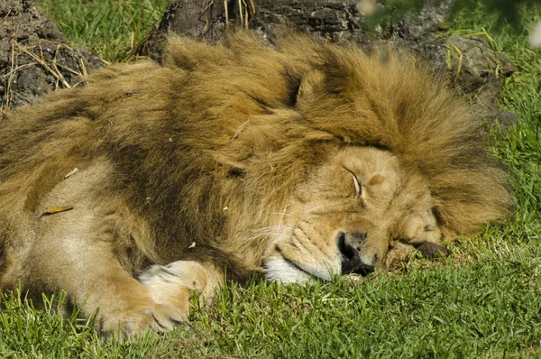 Leones durmiendo fotos de stock, imágenes de Leones durmiendo sin royalties  | Depositphotos