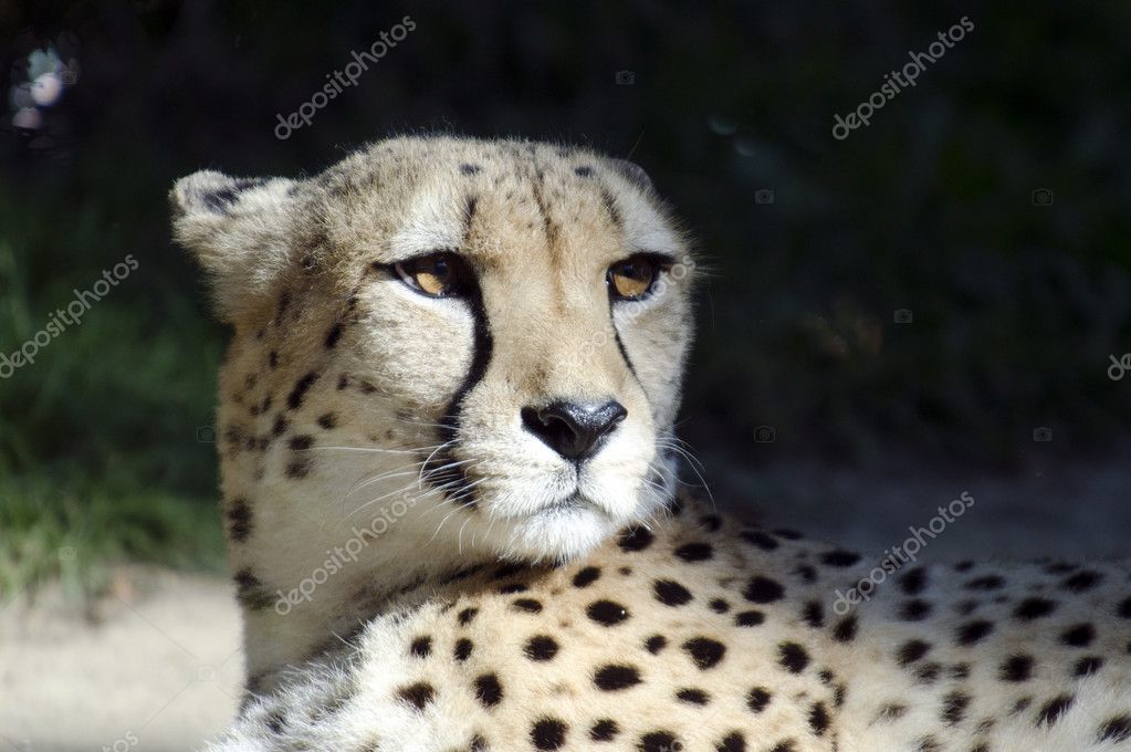 La Faune Et Les Animaux Guépard Photographie Lucidwaters