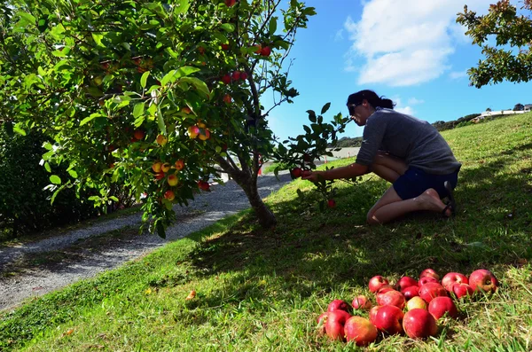 Meyve ve sebzeler - elma — Stok fotoğraf