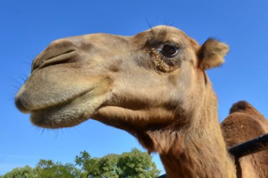 yaban hayatı fotoğraf - camel