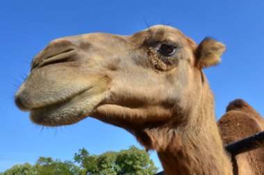 Wildlife Photos - Camel clipart