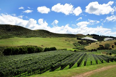 Vineyard on Waiheke Island clipart