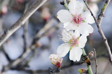 Almond Tree Flowers Closeup clipart