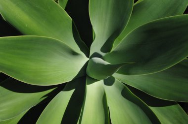 Agave attenuata bitki