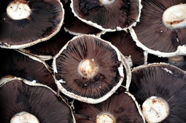 Yeni Zelanda lyttelton