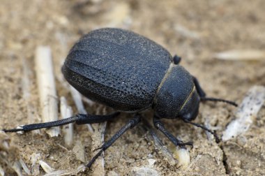 Namib Desert Beetle clipart