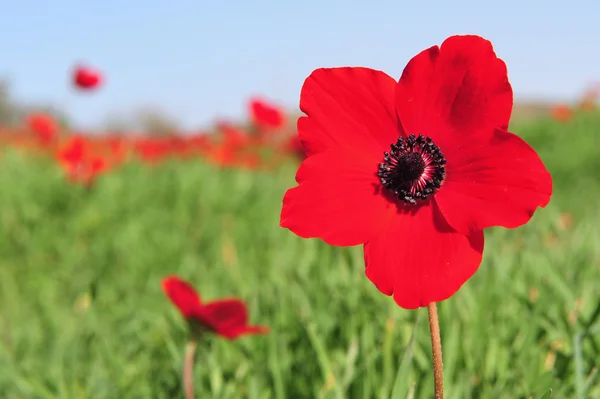 Kwitnąca pole czerwone kwiaty — Zdjęcie stockowe