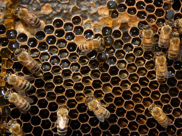 꿀벌 벌집 — 스톡 사진