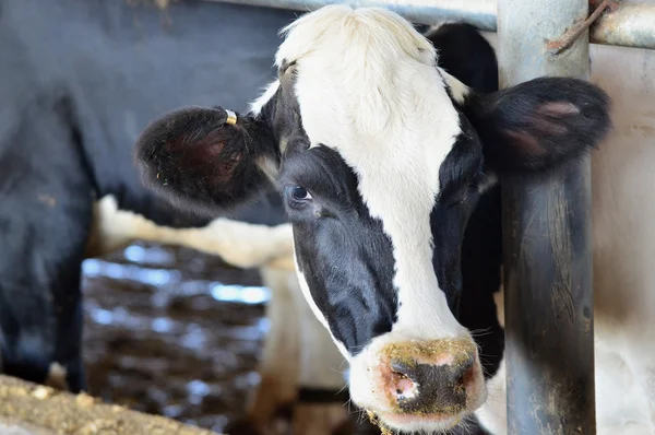 Animales - Vacas —  Fotos de Stock