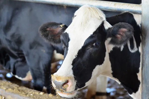 Tiere - Kühe — Stockfoto
