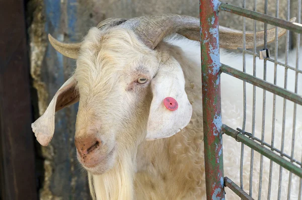 Dieren in het wild-boerderij-dier-wit-geit — Stockfoto