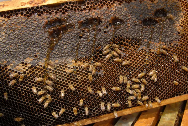 Bees Beehive — Stockfoto