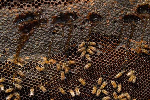 꿀벌 벌집 — 스톡 사진