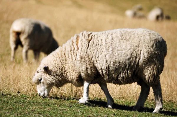 Owce w zielonym polu — Zdjęcie stockowe
