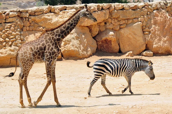 Jardim Zoológico Bíblico de Jerusalém — Fotografia de Stock